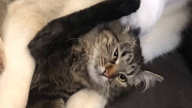 Животные приехали в Москву | Хаски жуёт Овсянку и Корм | Хаски Гром и Кошка Овсянка смотреть онлайн