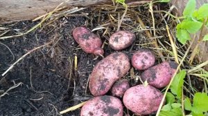 Сарпо Мира что выросло из двух картошек