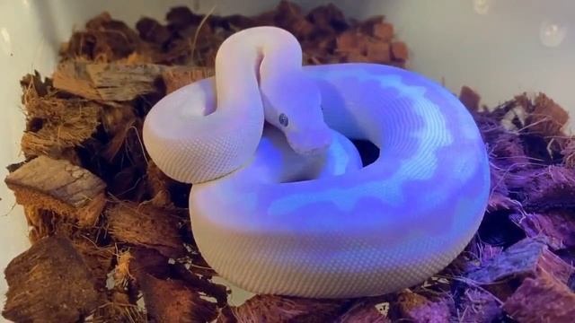 New ball python morph!? Or is it.... смотреть онлайн