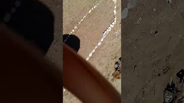 Пацаны играют в нарды на песке))))) смотреть онлайн