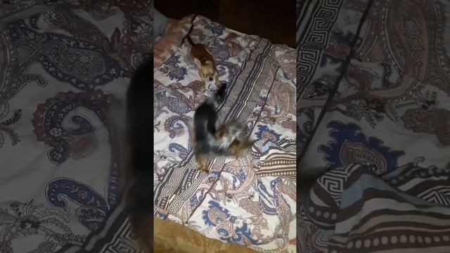 Йоркширский терьер и Чихуахуа (часть 2) смотреть онлайн