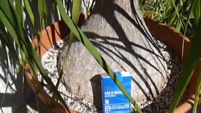 Beaucarnea recurvata 2009(30 years old) смотреть онлайн