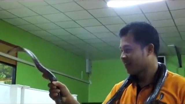 Королевская кобра атакует Видео! - www.fassen.net-Видео сёрфинг | кобра змеи видео смотреть онлайн