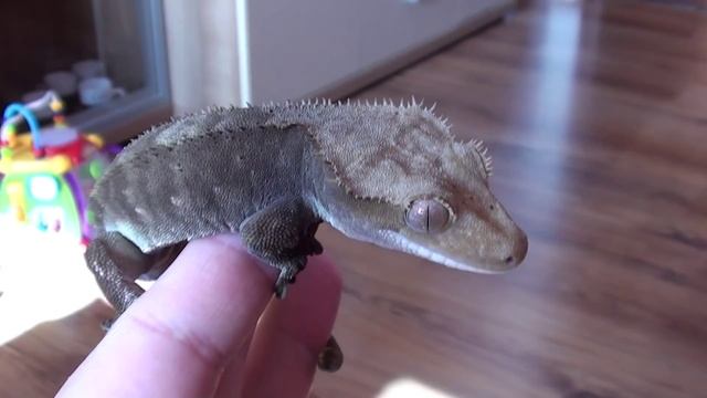 Rhacodactylus ciliatus - moji chlapi смотреть онлайн
