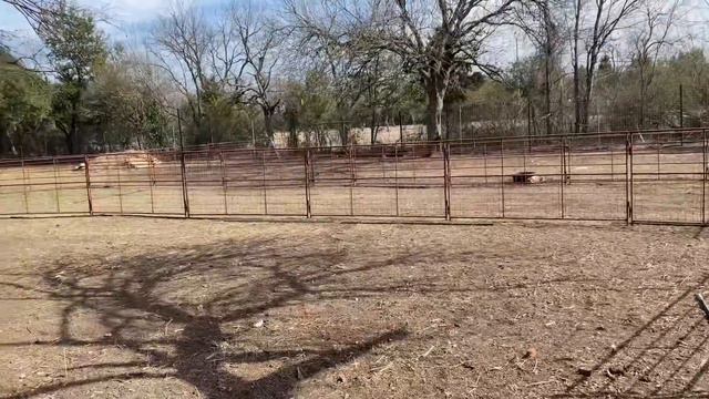 How to Catch a Kangaroo смотреть онлайн