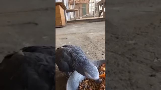 Кормление дерзкого попугая в Липецком Зоопарке смотреть онлайн