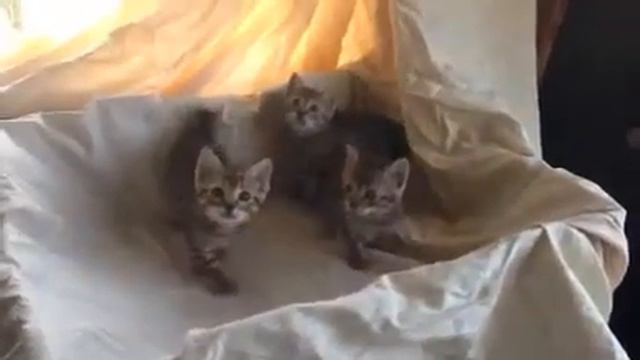 Bengal/ savannah/ Pixie Bob смотреть онлайн