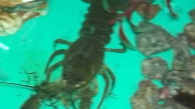 Речной рак в домашних условиях проживание смотреть онлайн