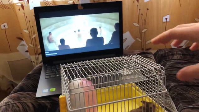 Реакция хомяка на клип фейса FACE юморист НЕОЖИДАННО)))