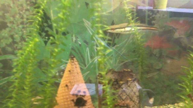 Аксалотль Марсик новый парень в аквариуме. смотреть онлайн