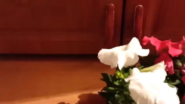 Субботний день. Туда- сюда. Обзор "Любимый Василёк" смотреть онлайн