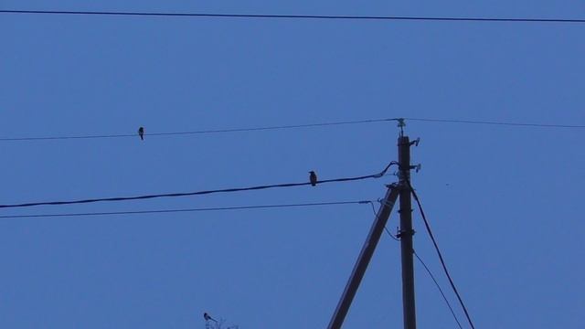 Crow Hunting Mart 23