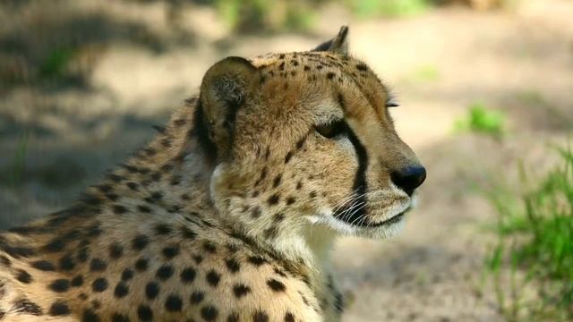 подборка с животными