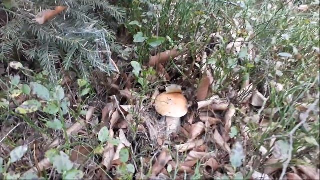 Houby?❤24.9.2019-Křemeňákova smršť, Leccinum auratiacum, Boletus edulis? смотреть онлайн