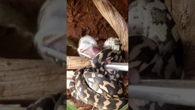 Baby Carpet Python Feeding Time смотреть онлайн