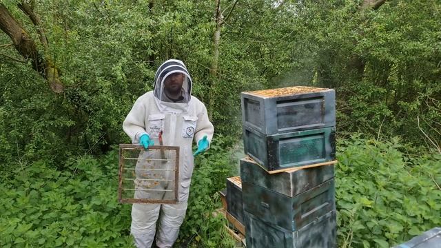 How To Stop Bees Swarming смотреть онлайн