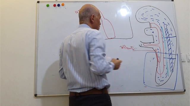 Development of urinary system смотреть онлайн