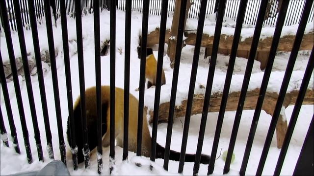 Очень любопытная харза. 15.02.21 г. смотреть онлайн