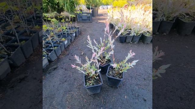 13 июня 2023 г. Ива Хакуро Нишики смотреть онлайн