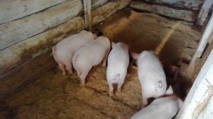 Поросята породы Ландрас в 2 месяца.