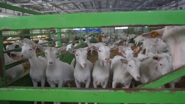 КОЗЫ ИЗ КУРЦЕВО смотреть онлайн