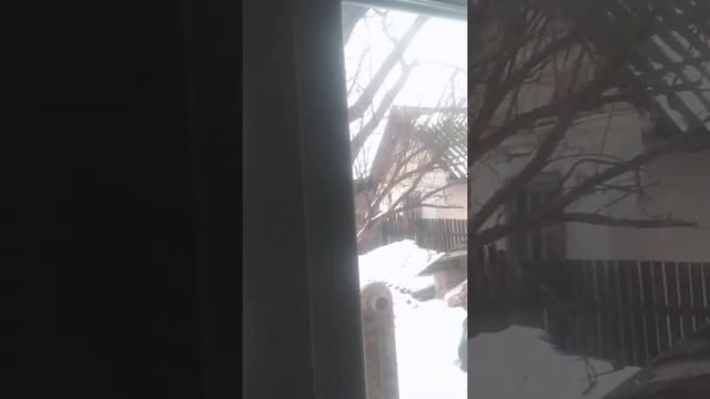 как быстро вырастить растения из семян смотреть онлайн