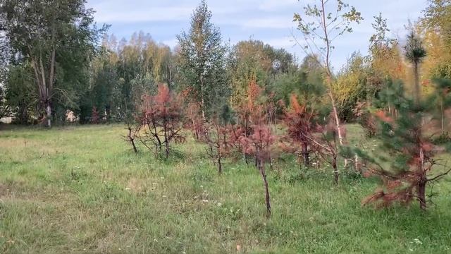 Утро.Козы.Покрытие.Весна или осень?// смотреть онлайн