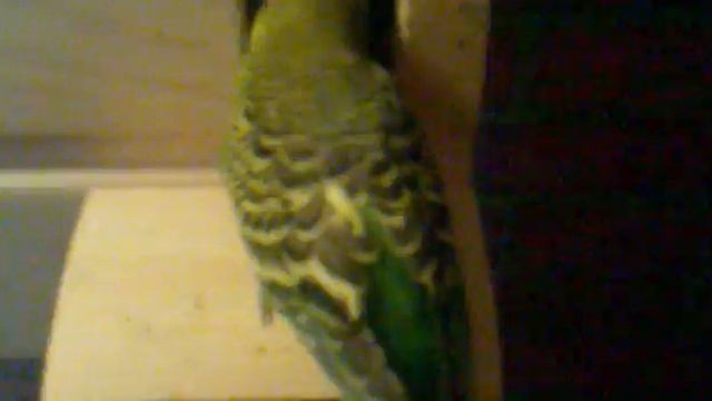 Попугай кормит птенцов