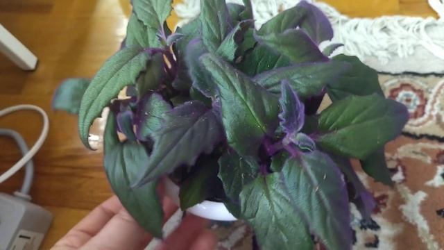 Комнатные растения .Дела цветочные . Горе новички- цветочки.