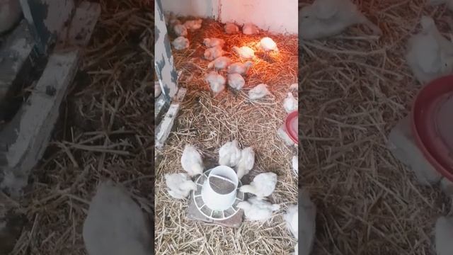 КОББ 500. Бройлерам 15 дней смотреть онлайн