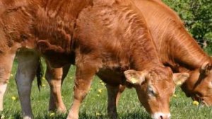 Венгерская технология откорма бычков на мясо