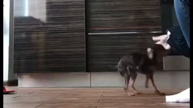 Дрессированный Русский той Лола