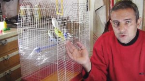 Как закрыть клетку попугая от мусора