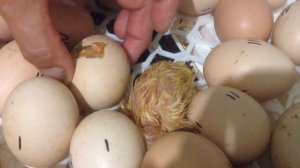 Рождение Цыпленка из яйца/ Вылупление Цыпленка