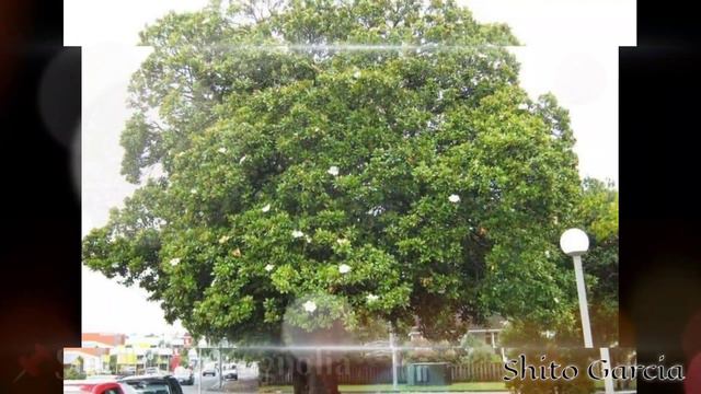 Different Flowers All Over The World 🌺