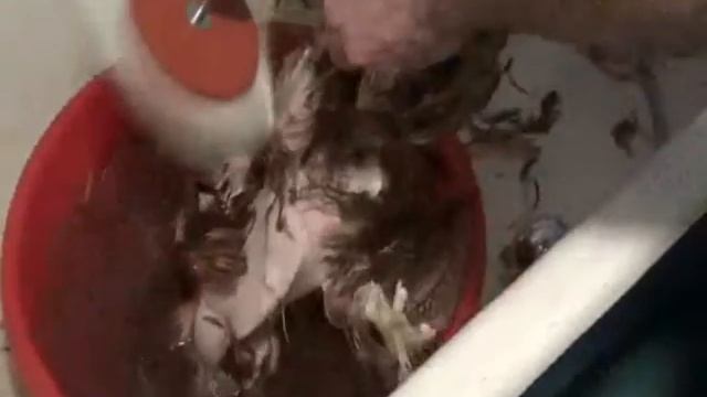 Перосъемная насадка в действии. Ощипывание курицы за 3 минуты смотреть онлайн