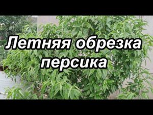Летняя обрезка персика
