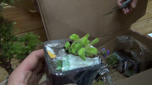 посылка "цветник поволжья" май 2021г смотреть онлайн