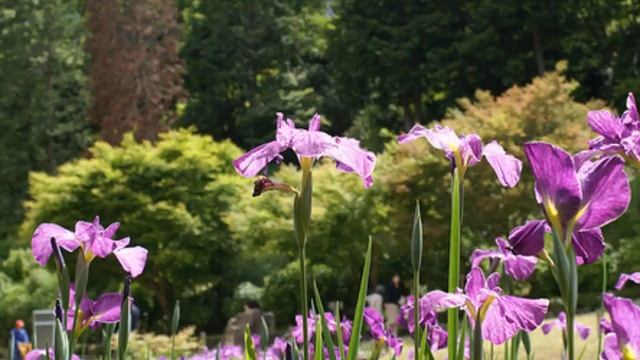 Acorus calamus смотреть онлайн