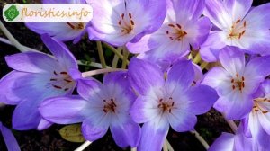 ? Выращивание безвременника из семян: как и когда сеять безвременник