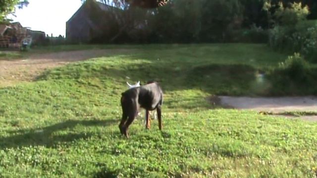 Northern Inuit & Dobermann смотреть онлайн