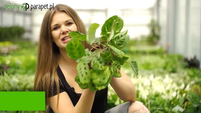 Ogromna dostawa egzotycznych roślin w Zielonym Parapecie. 🌴 Hoje opanowały nasz magazyn. 😍 смотреть онлайн