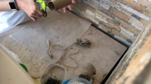 Как сделать игрушки для попугаев своими руками из подручных материалов!!!! Такие как втулка