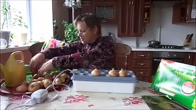 Как Вырастить Лук на Зелень Зимой "Луковое Счастье". смотреть онлайн