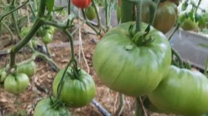 Томат Дом Арлин