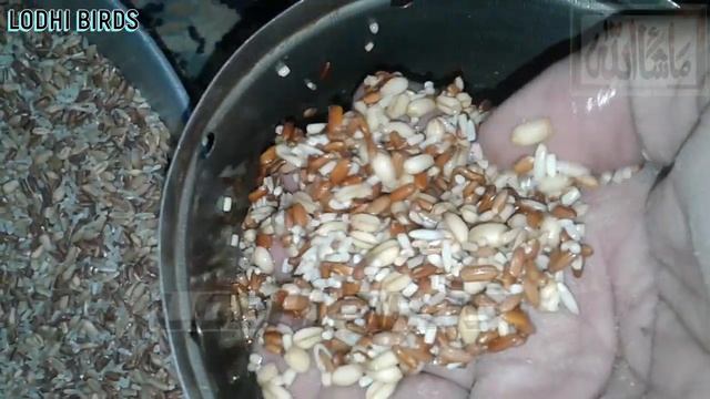 Soft & Healthy Food For Budgies,Java & Dove Birds | Urdu/Hindi | By Lodhi Birds смотреть онлайн