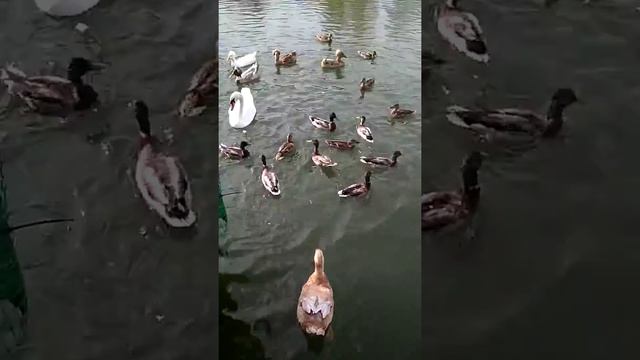Белоснежные лебеди и декоративные уточки с хохолками)) смотреть онлайн