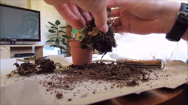 Pachypodium repotting to create Caudex смотреть онлайн