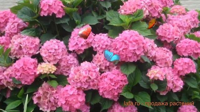 Гортензия крупнолистовая Гамбург (hydrangea) ? Гамбург обзор: как сажать, саженцы гортензии Гамбург смотреть онлайн