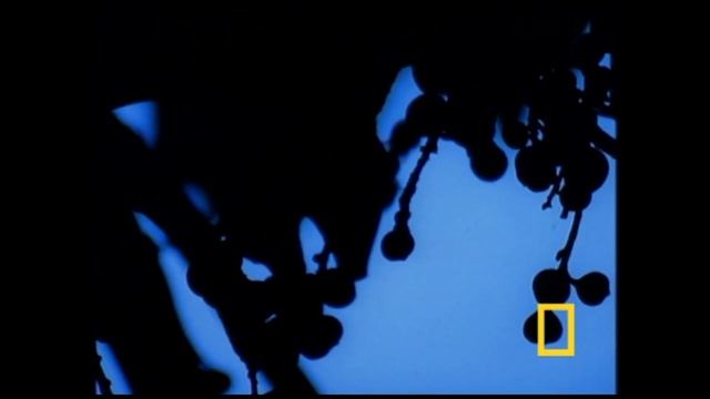 Фруктоядные листоносы смотреть онлайн